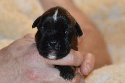 Les chiots de Boxer