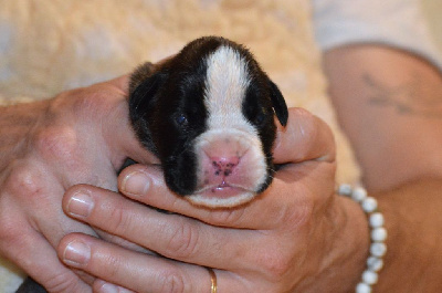 Les chiots de Boxer