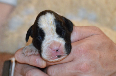 Les chiots de Boxer