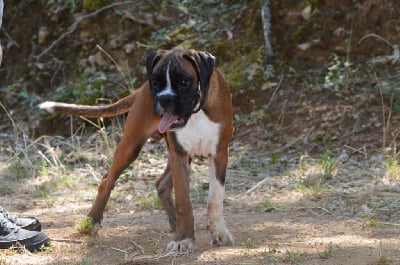 Les chiots de Boxer