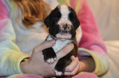 Les chiots de Boxer