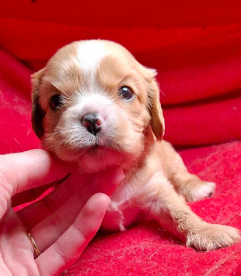 Les chiots de Cavalier King Charles Spaniel