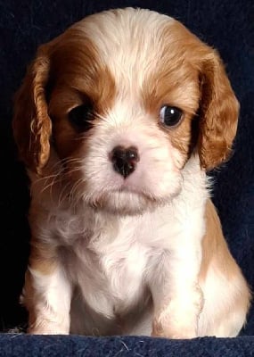 Les chiots de Cavalier King Charles Spaniel