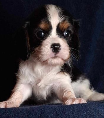 Les chiots de Cavalier King Charles Spaniel