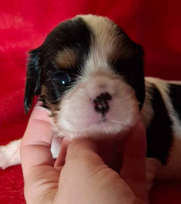 Les chiots de Cavalier King Charles Spaniel