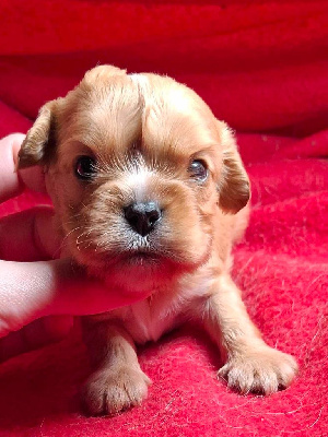 Les chiots de Cavalier King Charles Spaniel