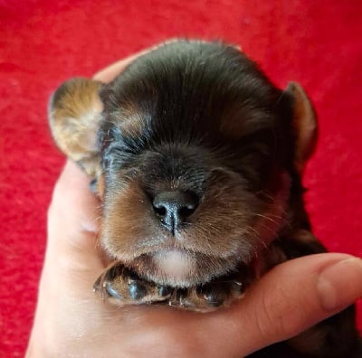 CHIOT - Cavalier King Charles Spaniel