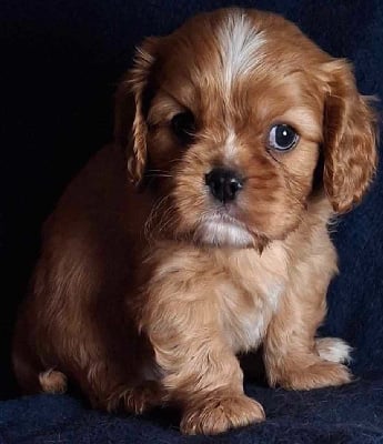 Les chiots de Cavalier King Charles Spaniel