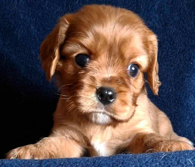 Les chiots de Cavalier King Charles Spaniel