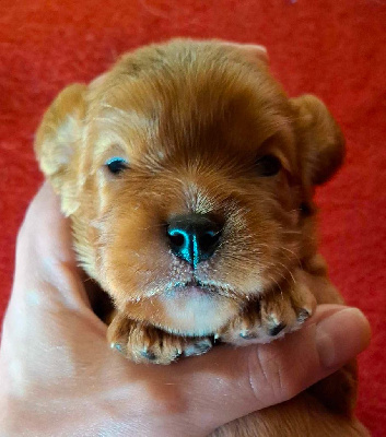 Les chiots de Cavalier King Charles Spaniel