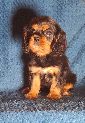 Les chiots de Cavalier King Charles Spaniel