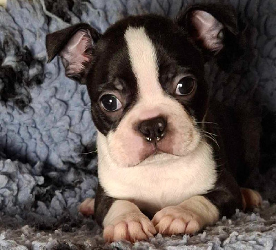 Les chiots de Boston Terrier