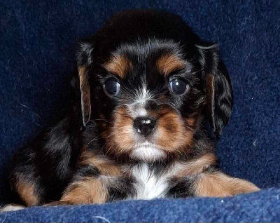 Les chiots de Cavalier King Charles Spaniel