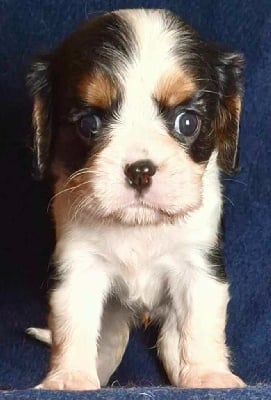 Les chiots de Cavalier King Charles Spaniel