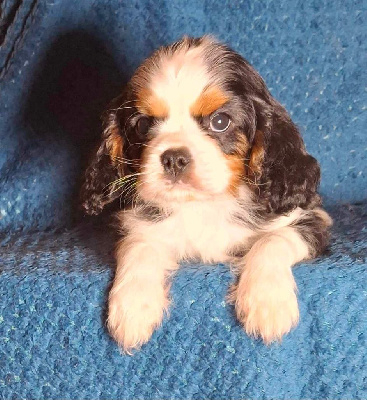 Les chiots de Cavalier King Charles Spaniel