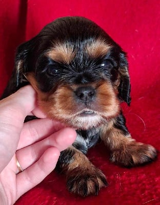 Les chiots de Cavalier King Charles Spaniel