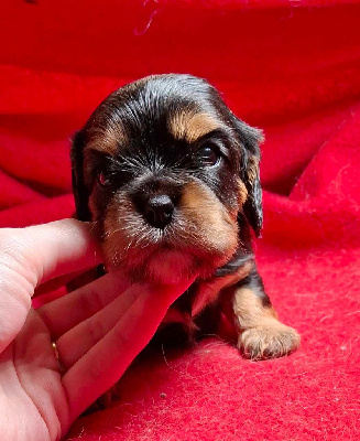 Les chiots de Cavalier King Charles Spaniel