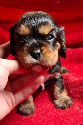 Les chiots de Cavalier King Charles Spaniel