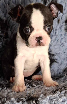 Les chiots de Boston Terrier