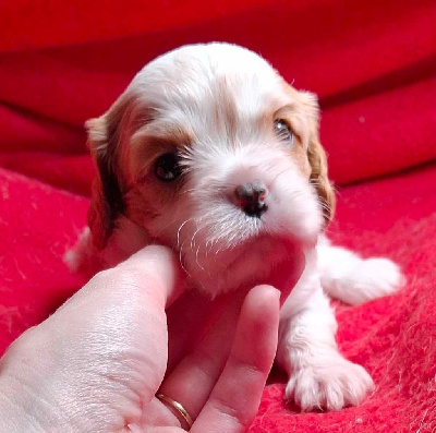 Les chiots de Cavalier King Charles Spaniel