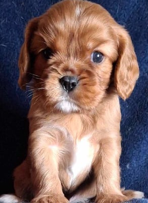 Les chiots de Cavalier King Charles Spaniel