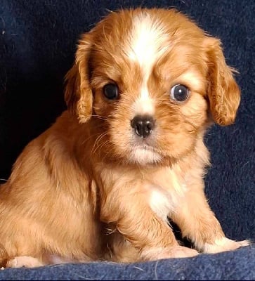 Les chiots de Cavalier King Charles Spaniel