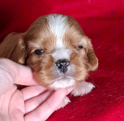 Les chiots de Cavalier King Charles Spaniel