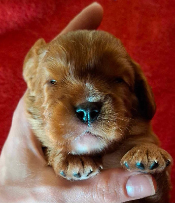 Les chiots de Cavalier King Charles Spaniel