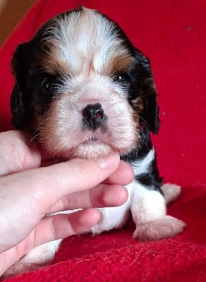 Les chiots de Cavalier King Charles Spaniel