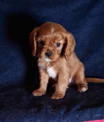 Les chiots de Cavalier King Charles Spaniel