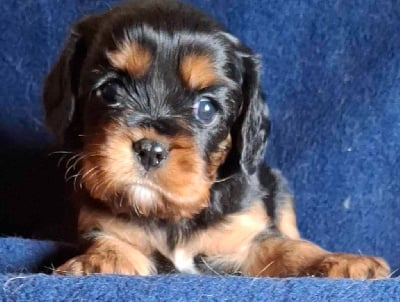 Les chiots de Cavalier King Charles Spaniel