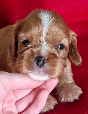 Les chiots de Cavalier King Charles Spaniel