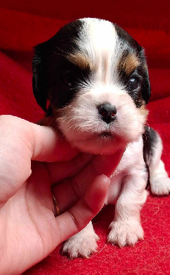 Les chiots de Cavalier King Charles Spaniel