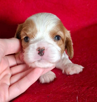 Les chiots de Cavalier King Charles Spaniel