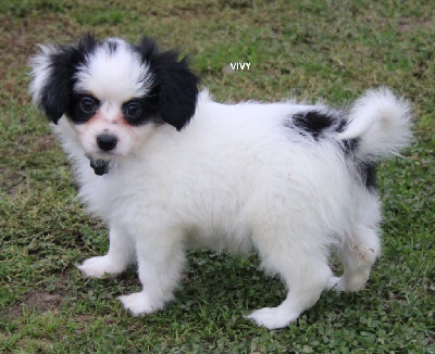 Les chiots de Epagneul nain Continental (Papillon)