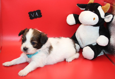 Les chiots de Epagneul nain Continental (Papillon)