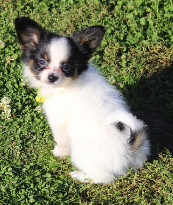 Les chiots de Epagneul nain Continental (Papillon)