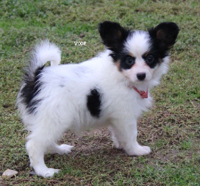 Les chiots de Epagneul nain Continental (Papillon)