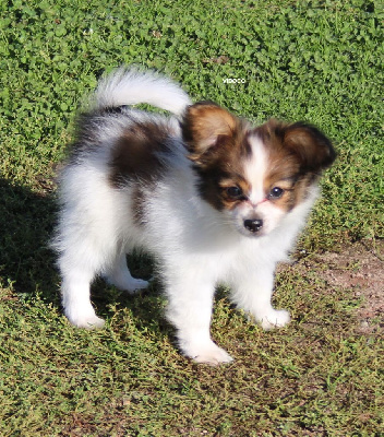 Les chiots de Epagneul nain Continental (Papillon)