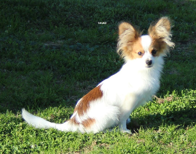 Les chiots de Epagneul nain Continental (Papillon)