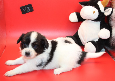 Les chiots de Epagneul nain Continental (Papillon)