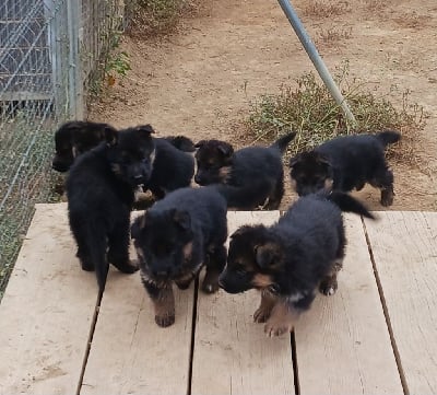 Les chiots de Berger Allemand