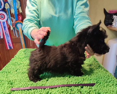 Les chiots de Scottish Terrier