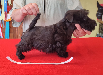 Les chiots de Scottish Terrier