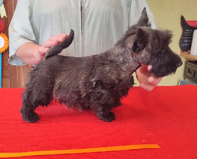 VELVET HELMET - Scottish Terrier