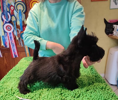 Les chiots de Scottish Terrier