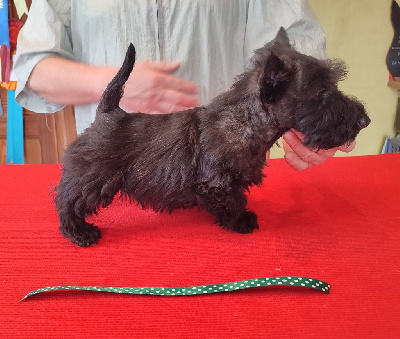 RUBAN VERT A POIS - Scottish Terrier