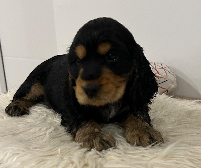 Les chiots de Cocker Spaniel Anglais