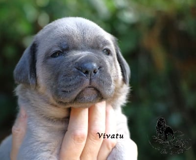 Les chiots de Cane Corso