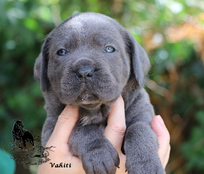 Les chiots de Cane Corso